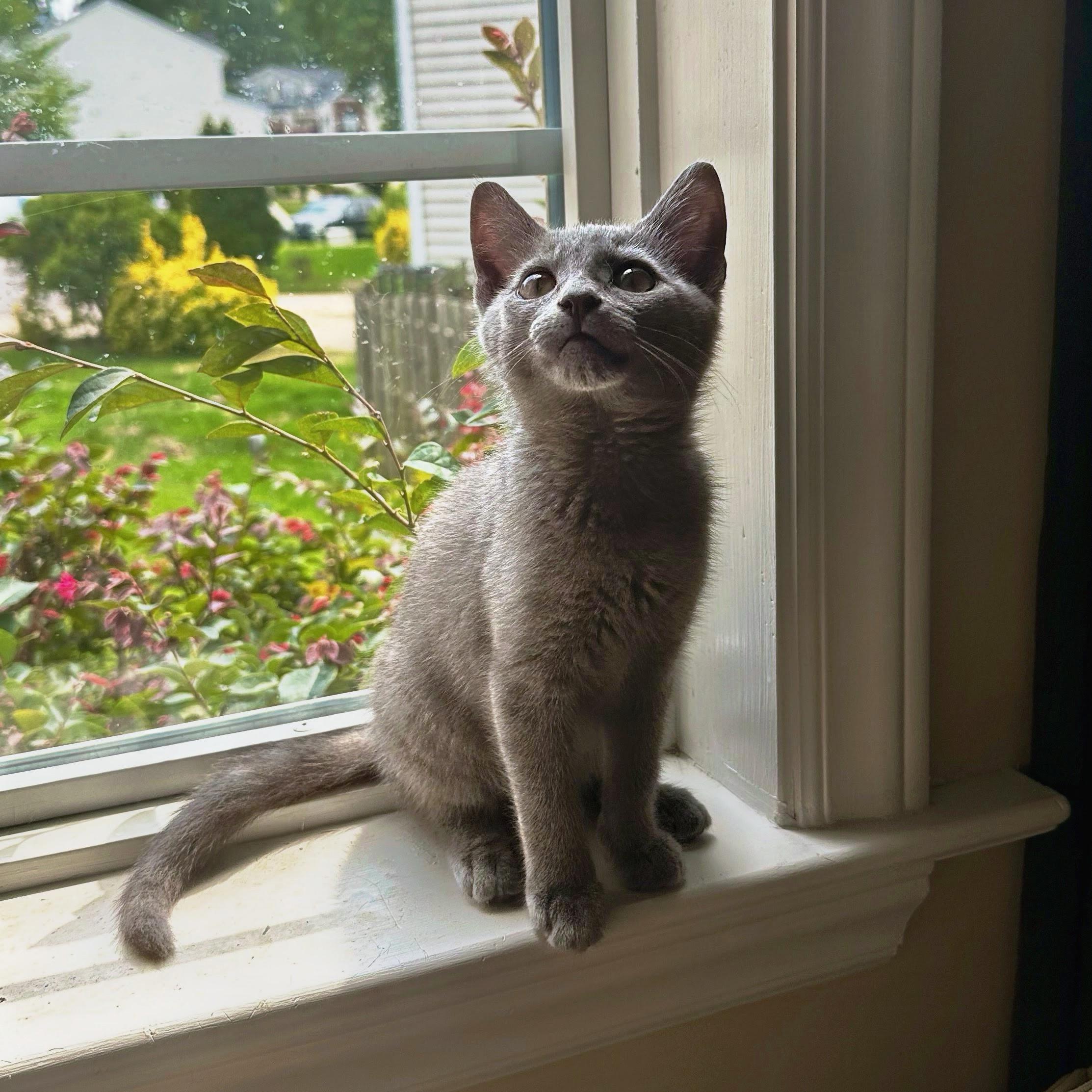 Nandina, ADOPTABLE, Kitten Female Domestic Short Hair.
