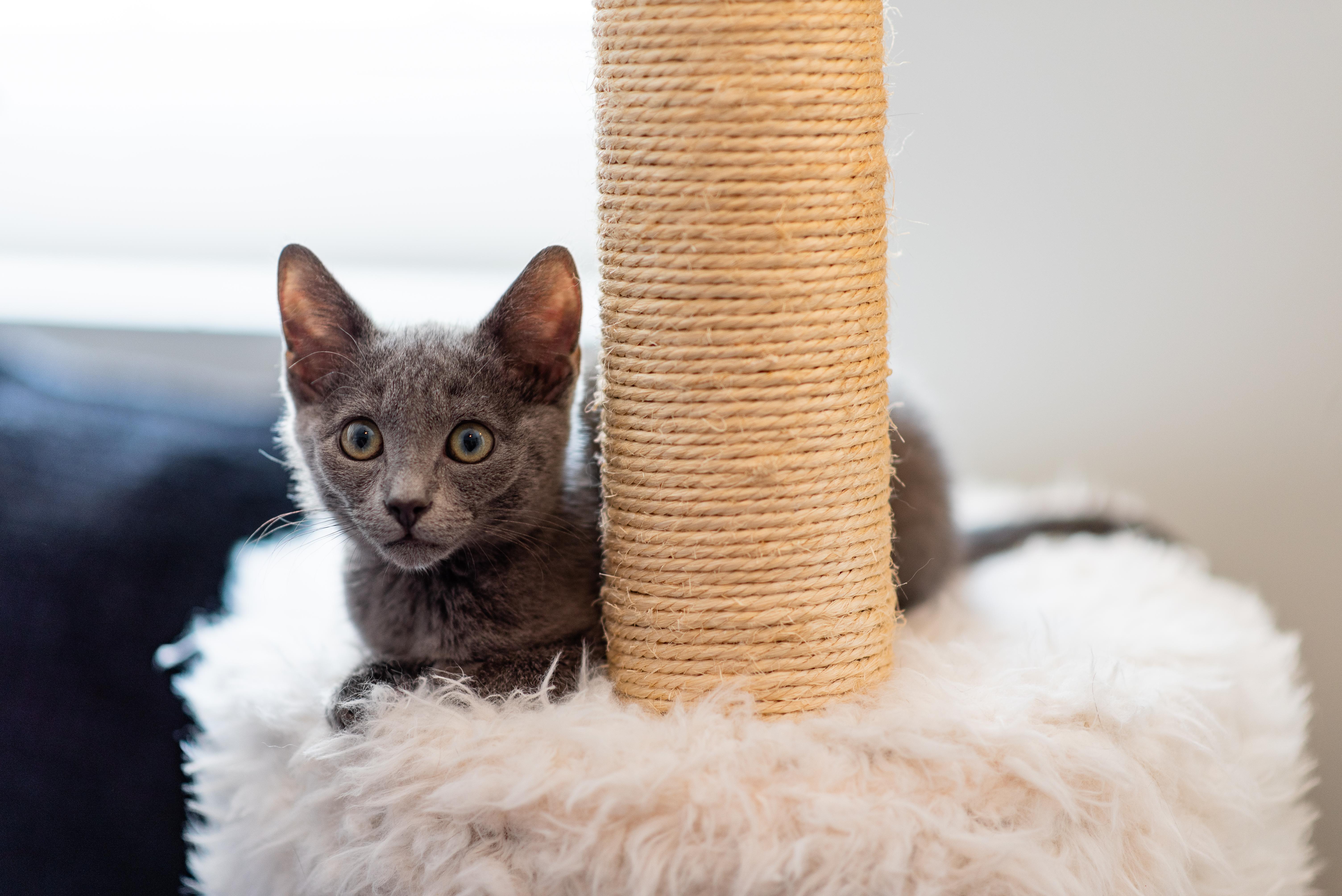 Nandina, a ADOPTABLE Domestic Short Hair in Apex, NC image 2/6