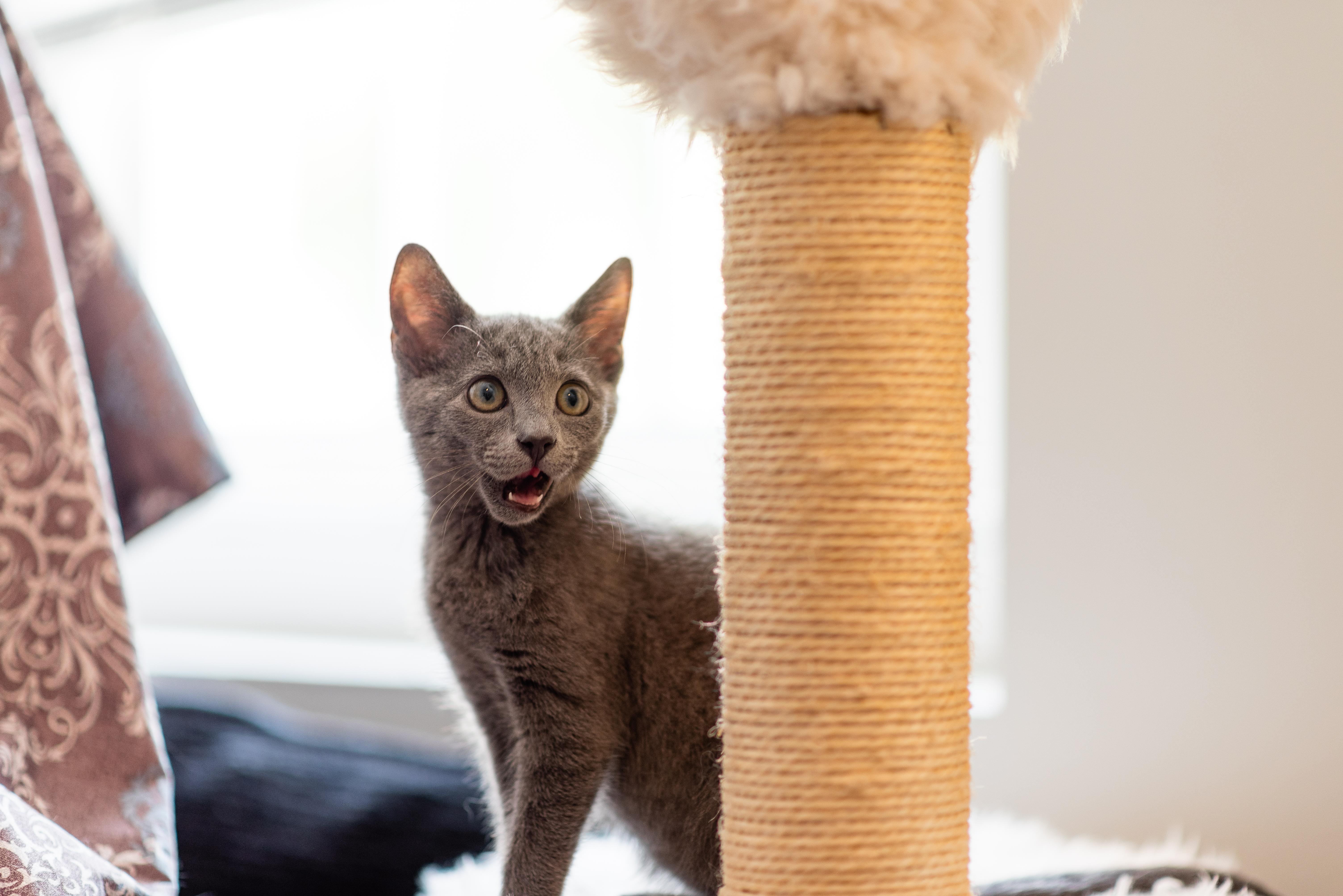 Nandina, a ADOPTABLE Domestic Short Hair in Apex, NC image 5/6