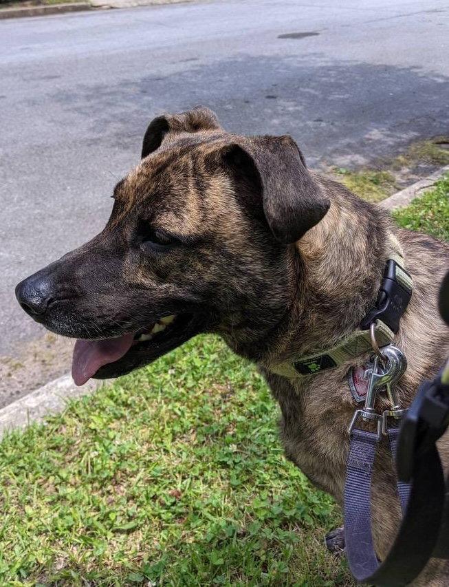 Lola *URGENT FOSTER NEEDED TOO!, a Adoptable mixed breed in Decatur, GA image 1/3