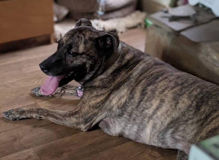 Lola *URGENT FOSTER NEEDED TOO!, a Adoptable mixed breed in Decatur, GA image 2/3