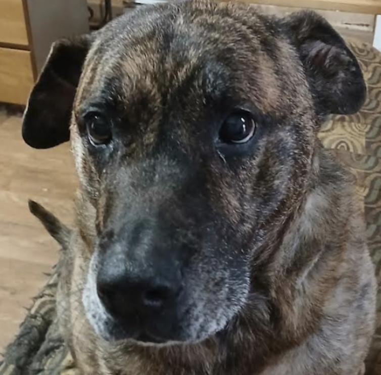 Lola *URGENT FOSTER NEEDED TOO!, a Adoptable mixed breed in Decatur, GA image 3/3