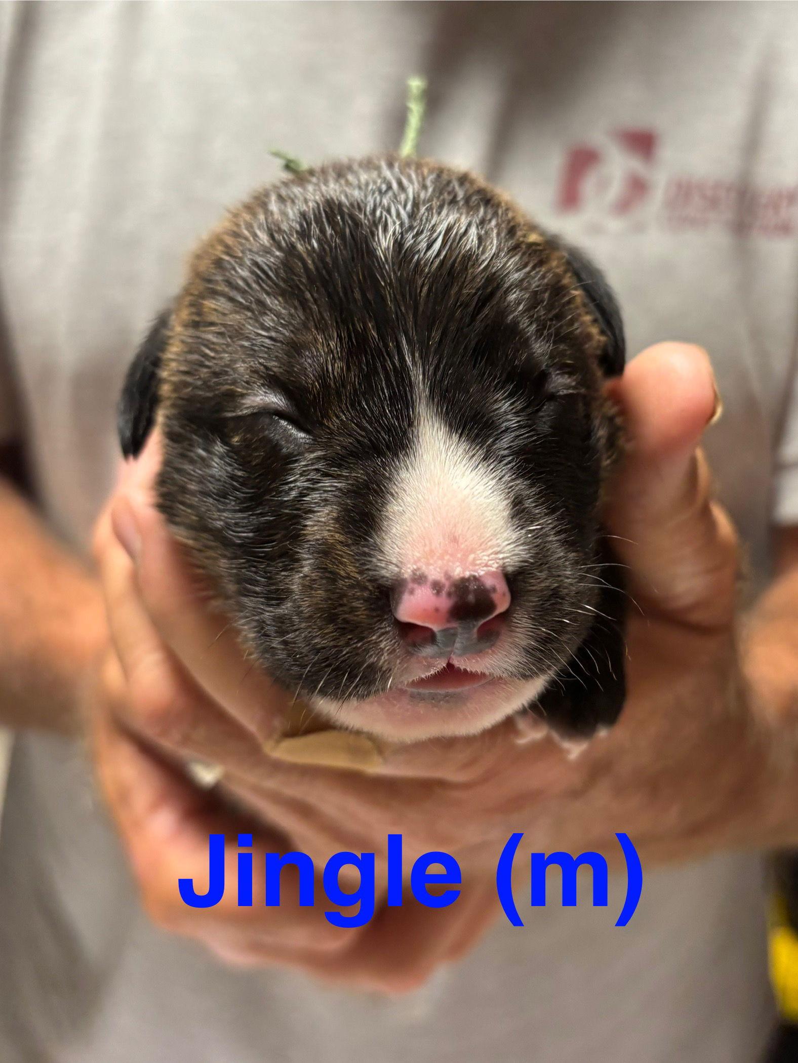 Tallulah's Tinsels - Jingle, Adopted, Puppy Male American Staffordshire Terrier.