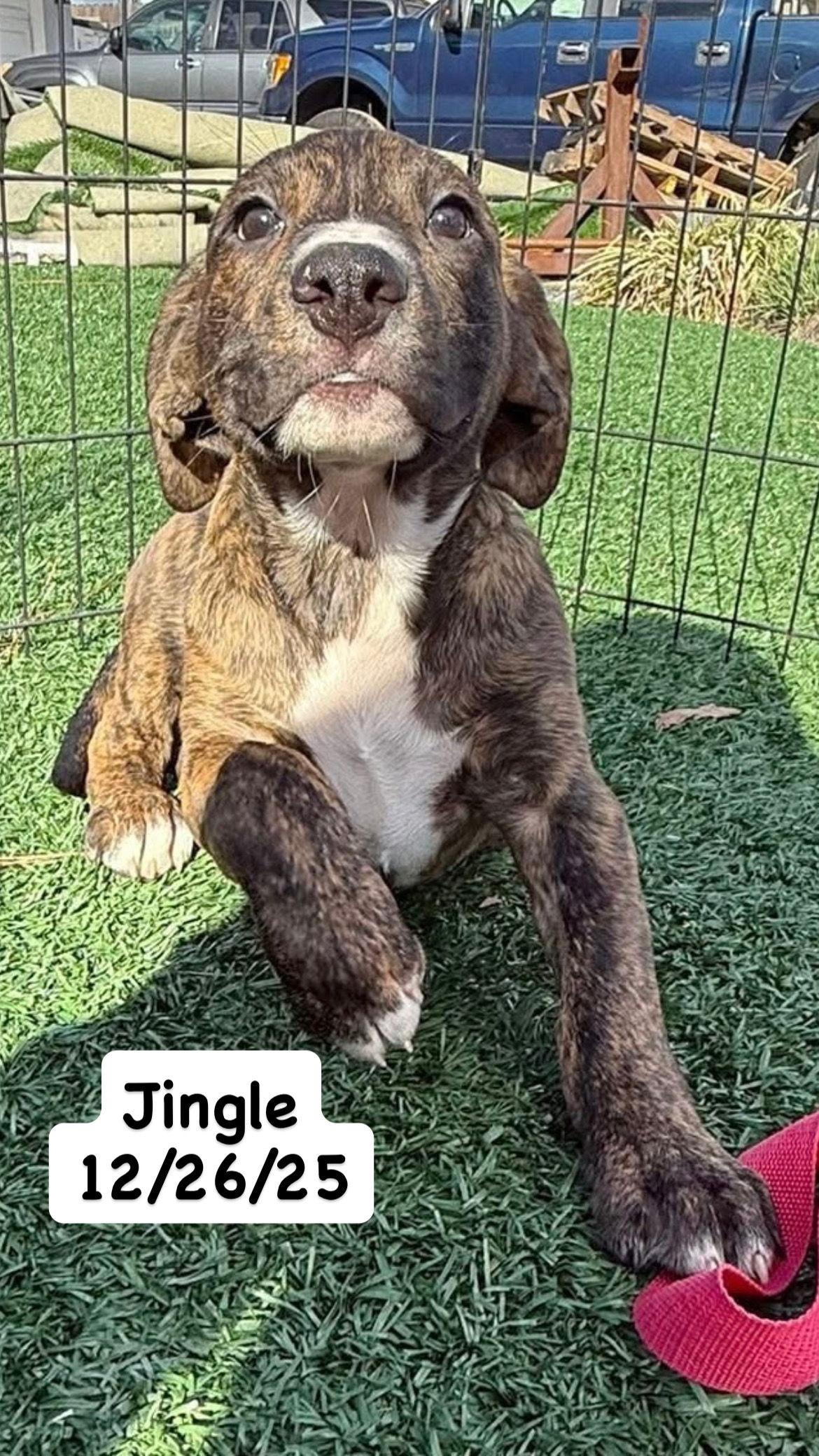 Enlarge Tallulah's Tinsels - Jingle, a Adopted American Staffordshire Terrier in San Diego, CA image 2/3