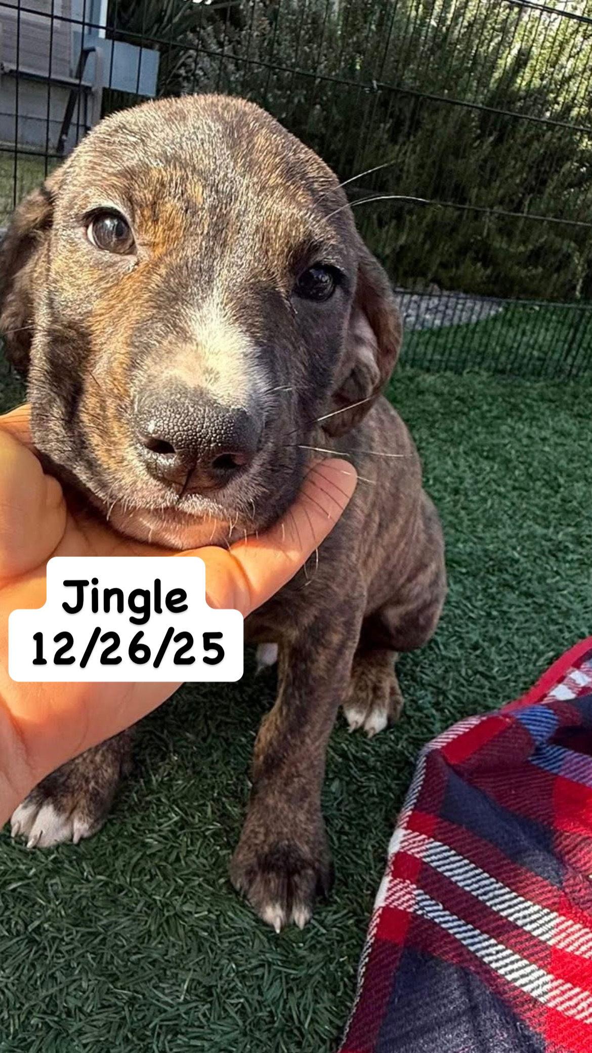 Enlarge Tallulah's Tinsels - Jingle, a Adopted American Staffordshire Terrier in San Diego, CA image 3/3