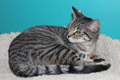 Enlarge Jill, a Adoptable mixed breed in Houston, TX image 1/3