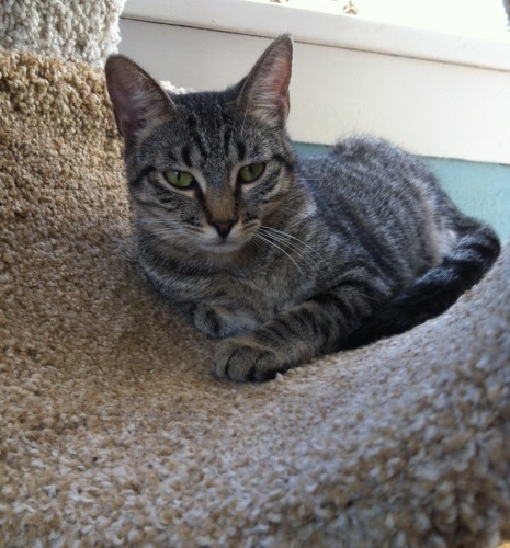 Enlarge Jill, a Adoptable mixed breed in Houston, TX image 2/3