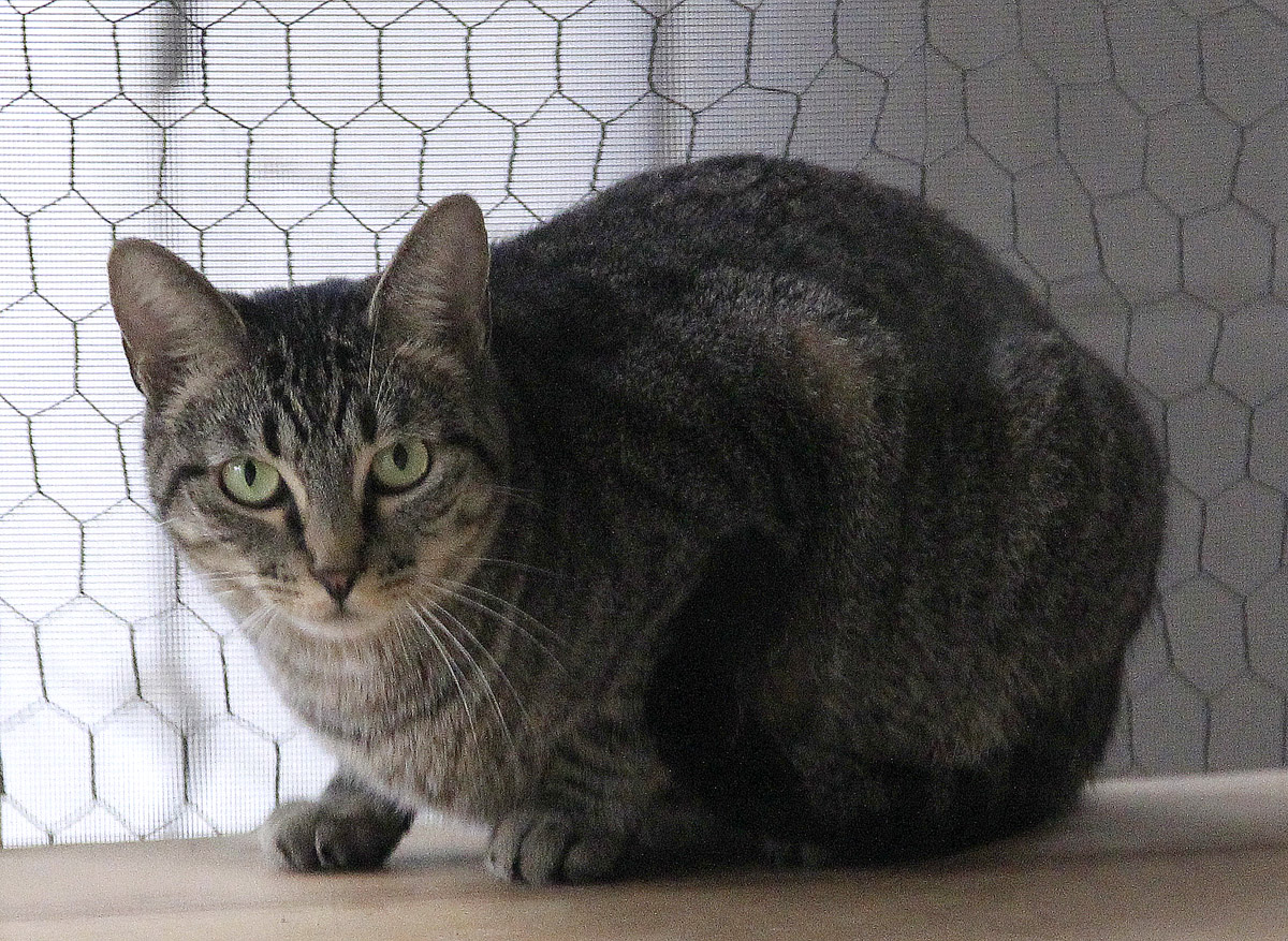 Enlarge Jill, a Adoptable mixed breed in Houston, TX image 3/3