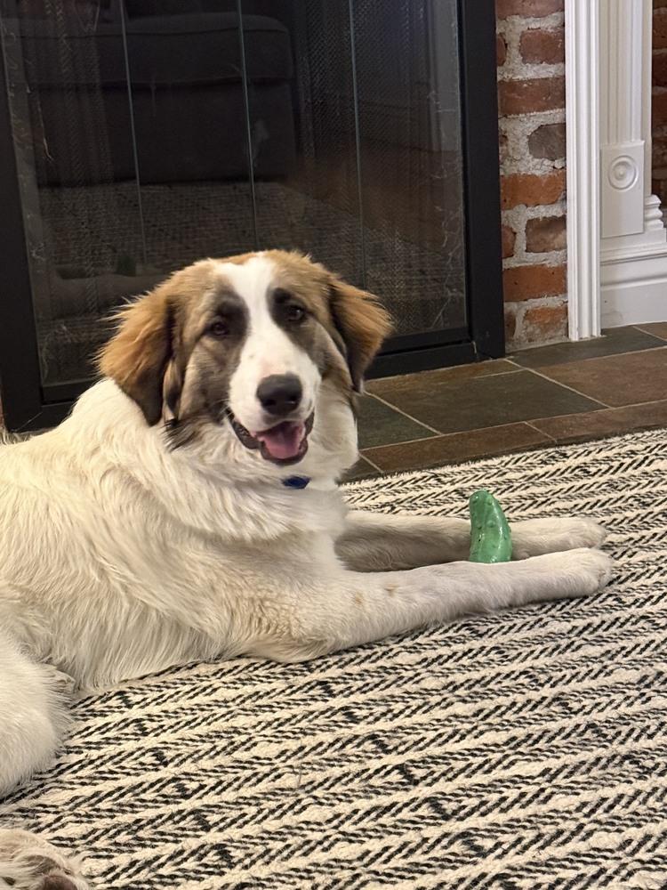 Mira, Adoptable, Young Female Great Pyrenees.