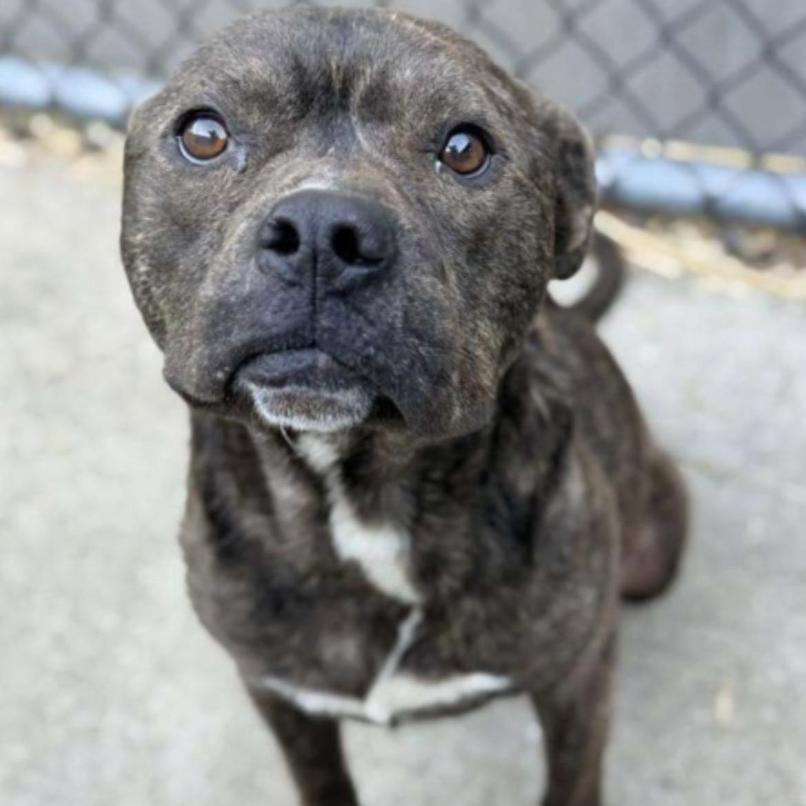 Falafel, ADOPTABLE, Adult Male Pit Bull Terrier.