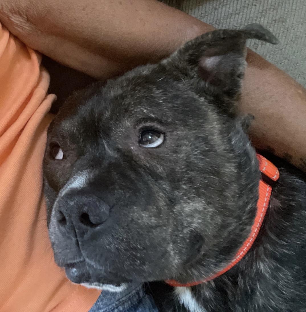 Enlarge Falafel, a ADOPTABLE Pit Bull Terrier in Naperville, IL image 2/2