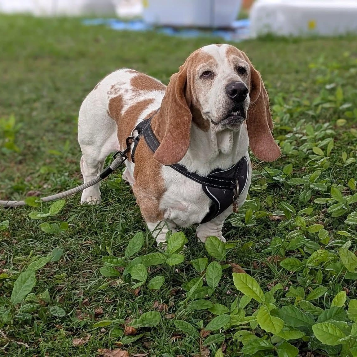 Enlarge Banjo, a Adoptable Basset Hound in Port Saint Lucie, FL image 1/5