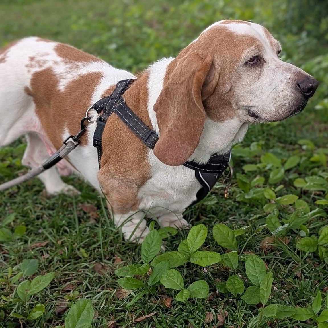Enlarge Banjo, a Adoptable Basset Hound in Port Saint Lucie, FL image 2/5
