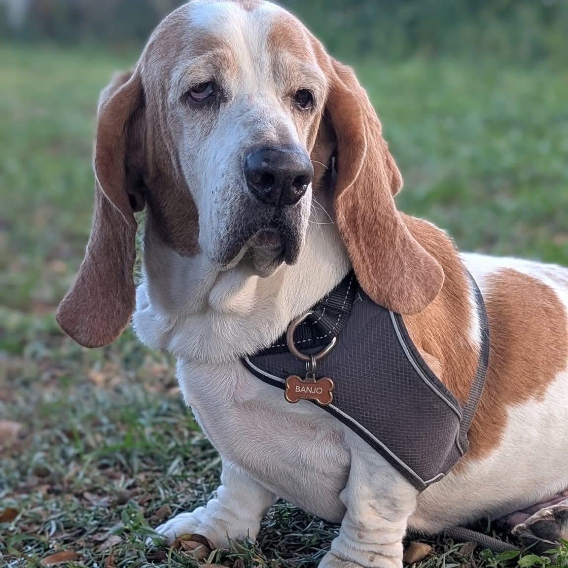 Enlarge Banjo, a Adoptable Basset Hound in Port Saint Lucie, FL image 3/5