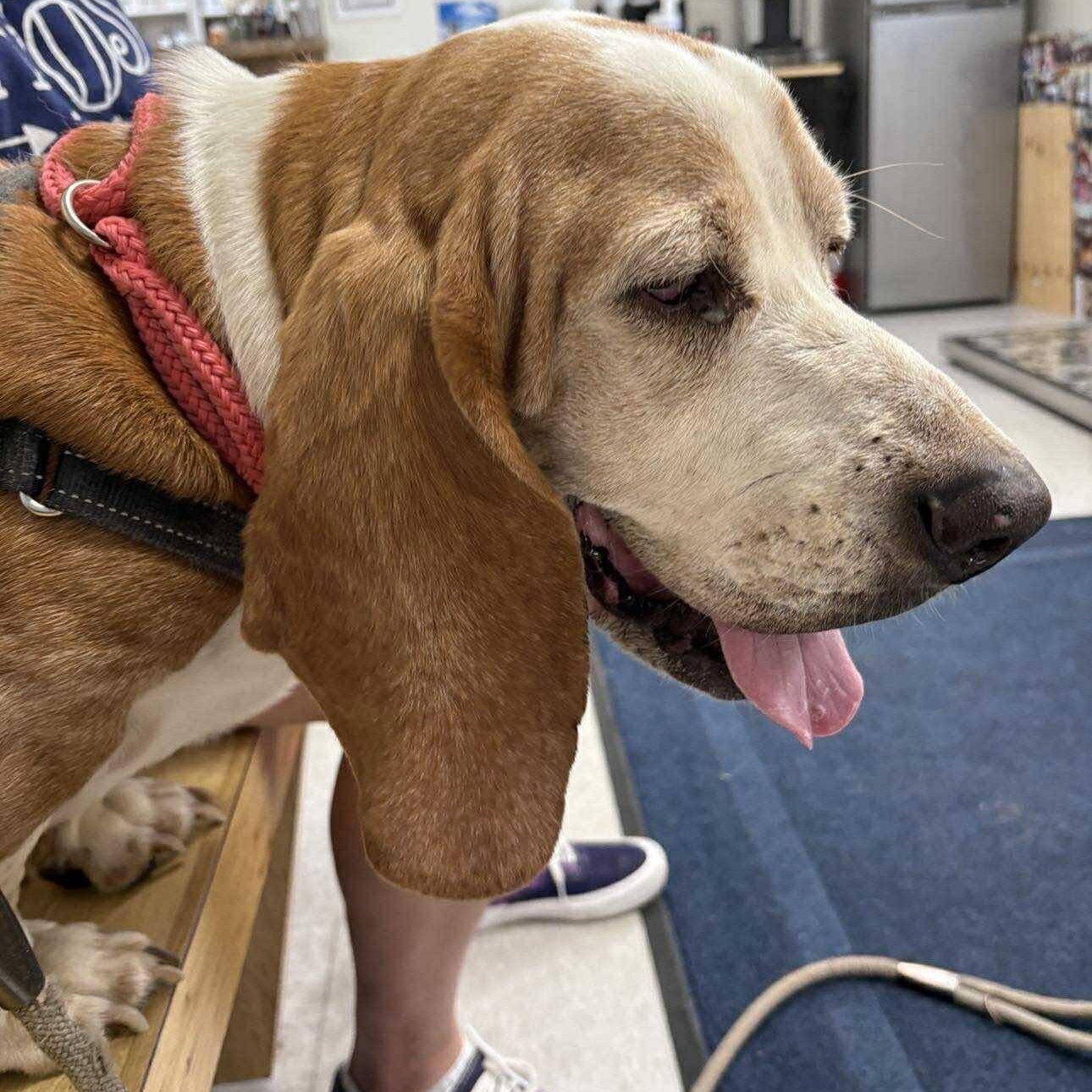 Enlarge Banjo, a Adoptable Basset Hound in Port Saint Lucie, FL image 4/5
