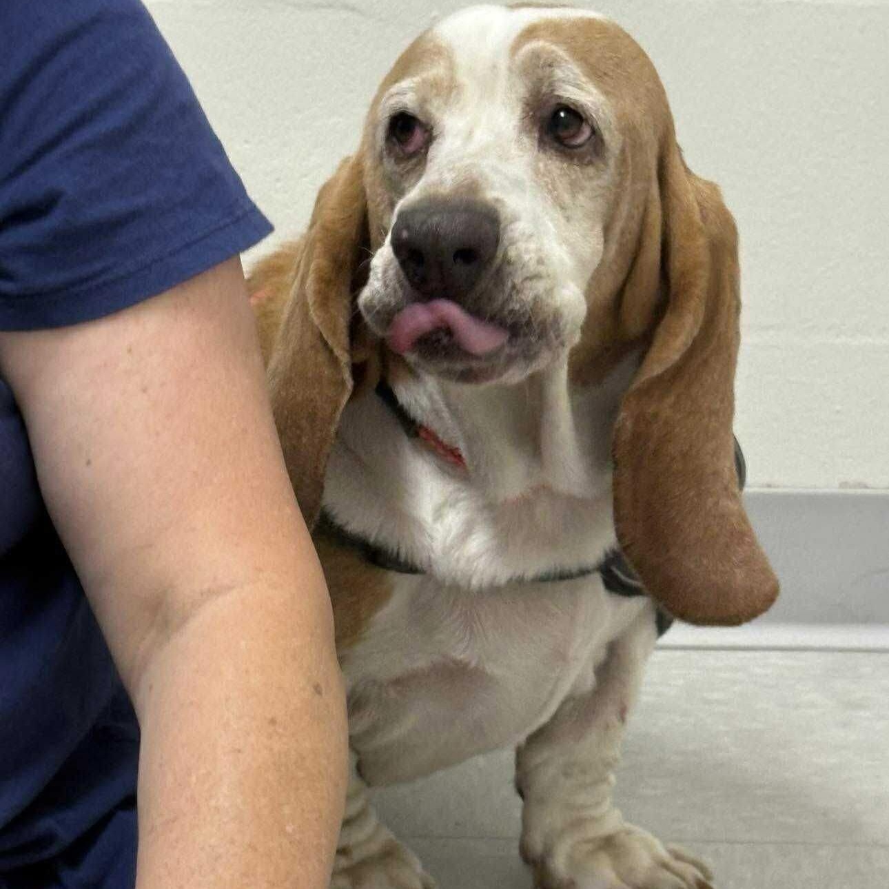 Enlarge Banjo, a Adoptable Basset Hound in Port Saint Lucie, FL image 5/5