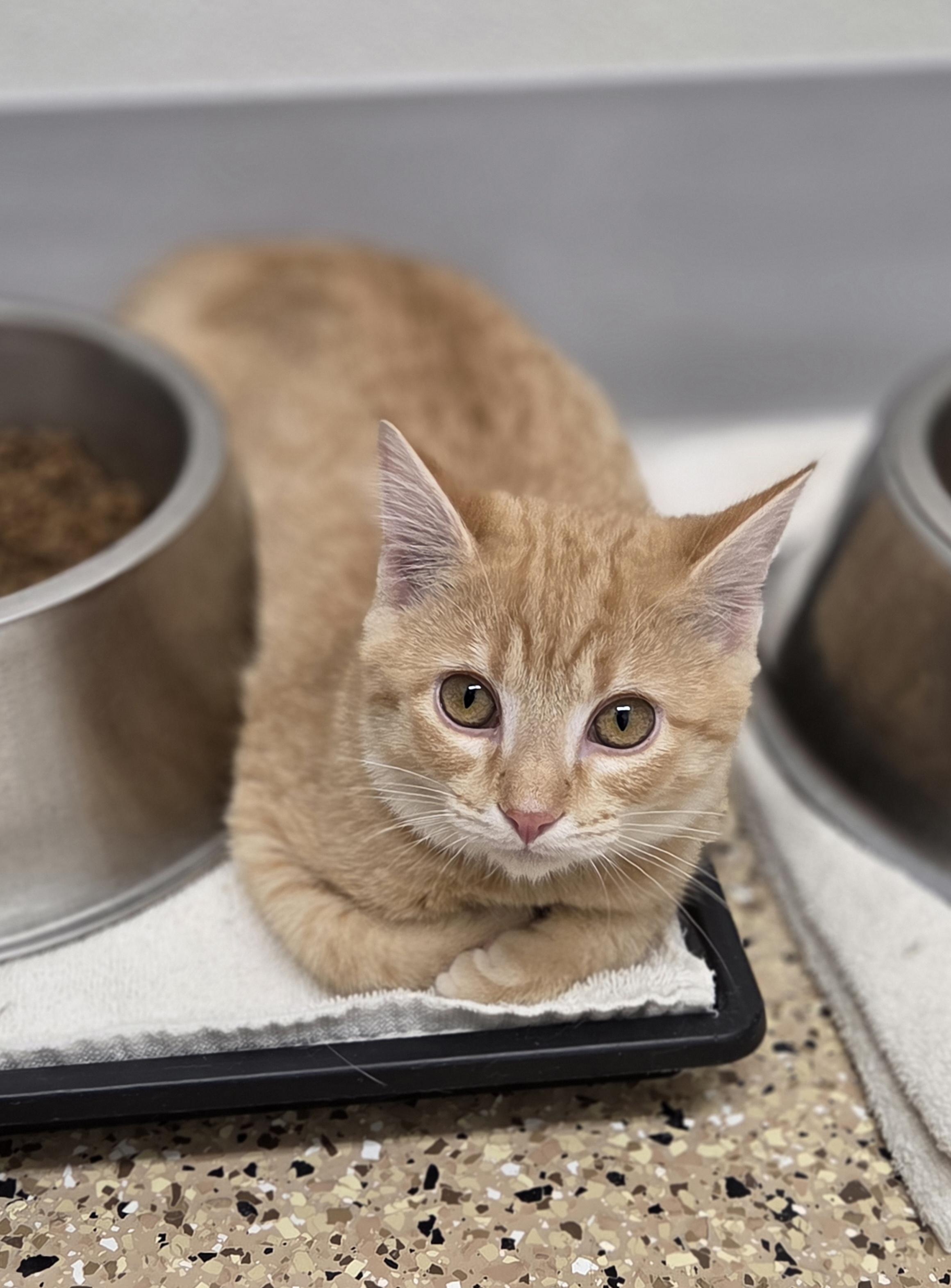 Deedle, Adoptable, Young Male Domestic Short Hair.