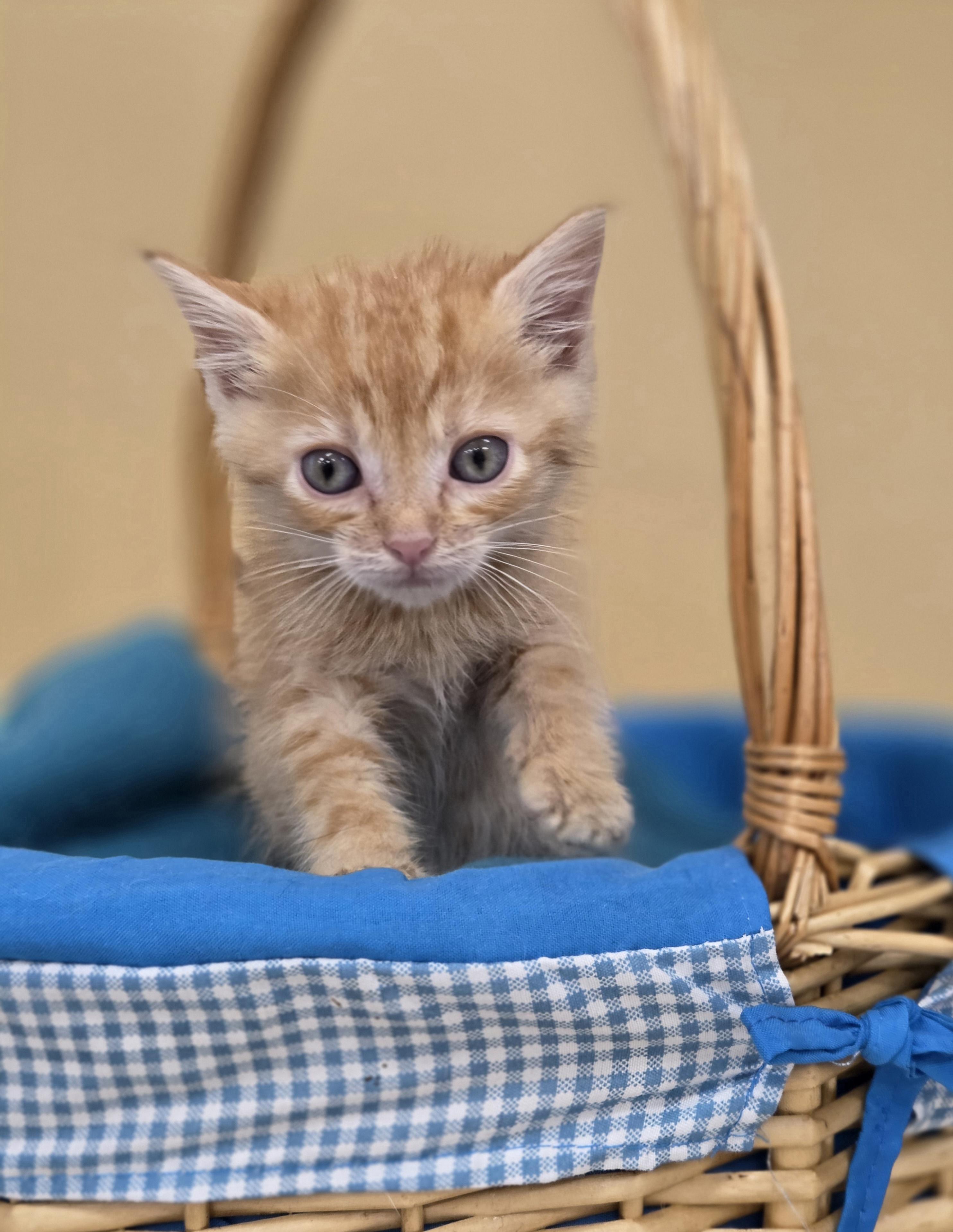 Deedle, a Adoptable mixed breed in Park Rapids, MN image 2/3