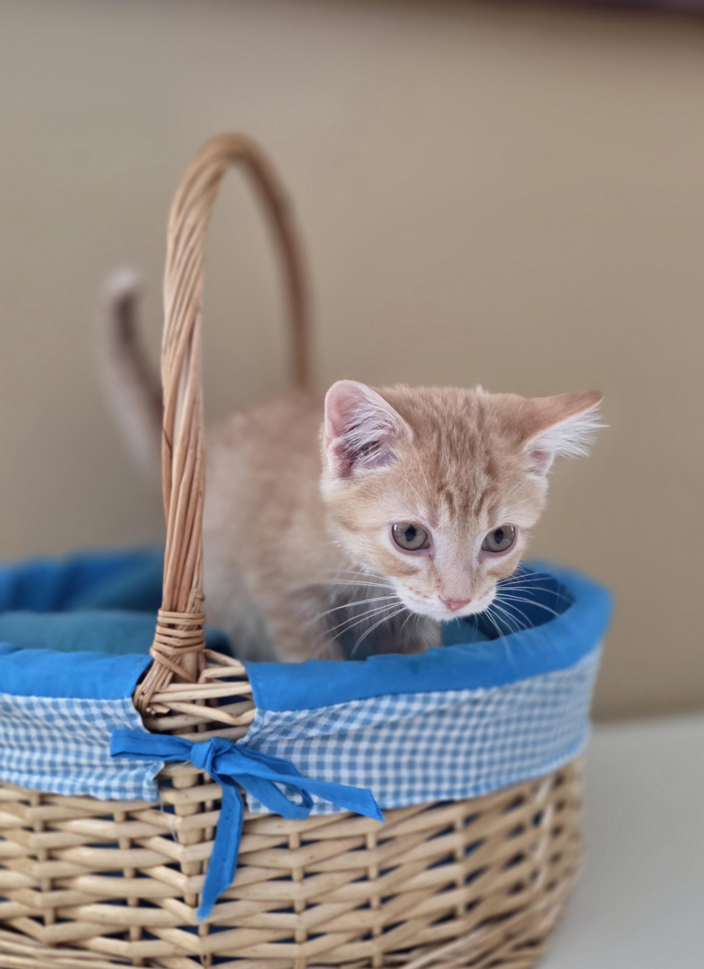 Deedle, a Adoptable mixed breed in Park Rapids, MN image 3/3