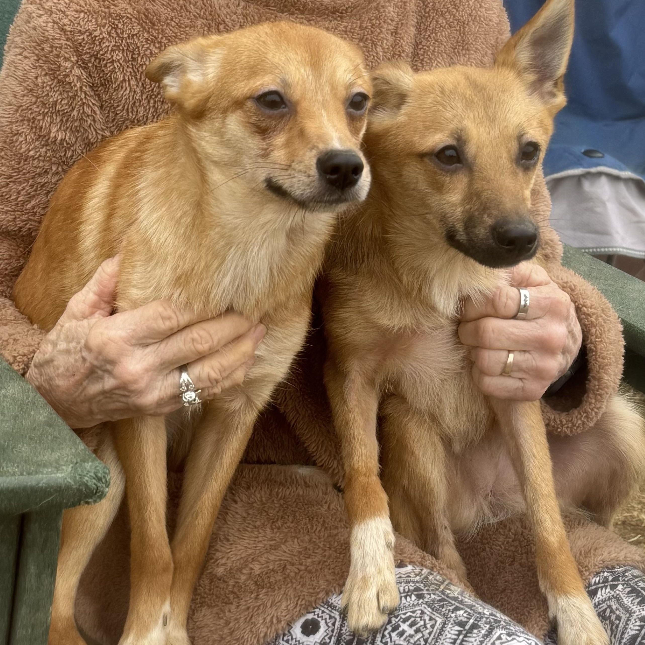 Enlarge Lily and Milly, a Adoptable mixed breed in Chester Springs, PA image 1/1