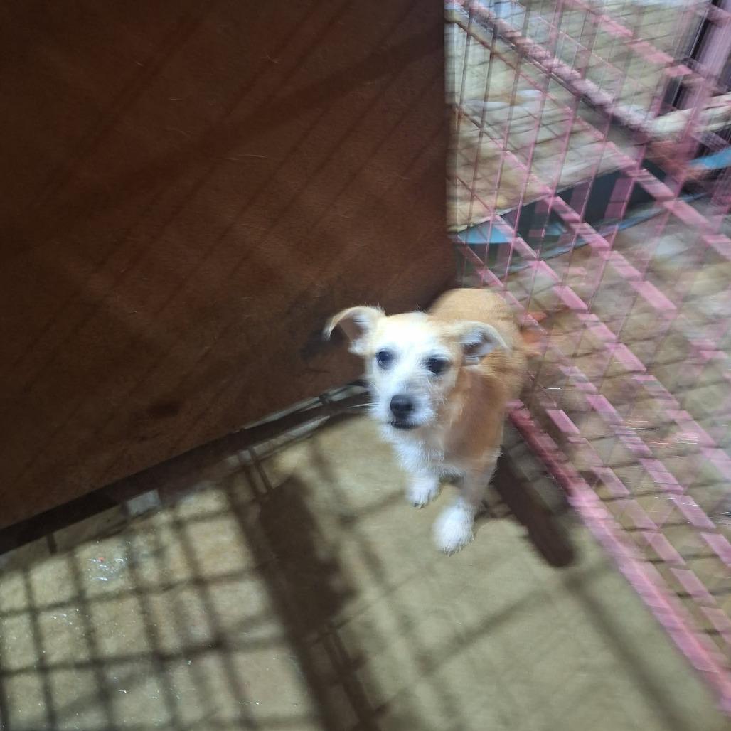 Enlarge Irene, a Adoptable Terrier in Madill, OK image 1/1