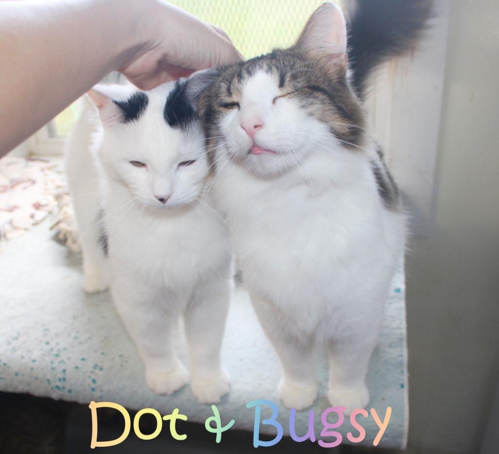 Bugsy, Adoptable, Young Male Domestic Medium Hair.