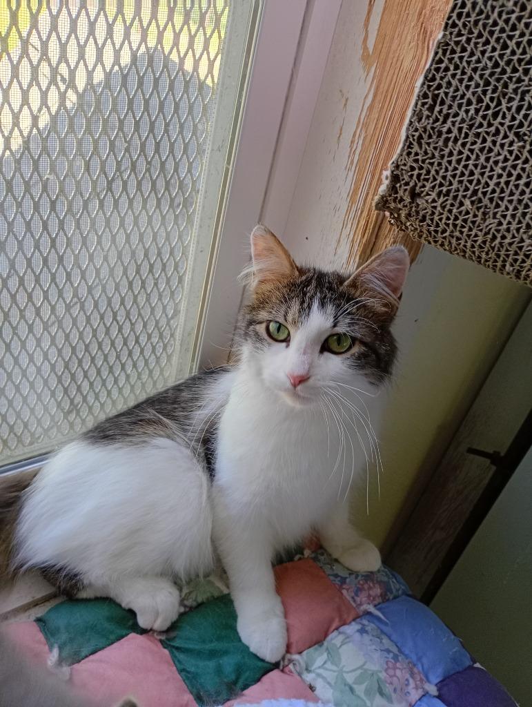 Bugsy, Adoptable, Young Male Domestic Medium Hair.