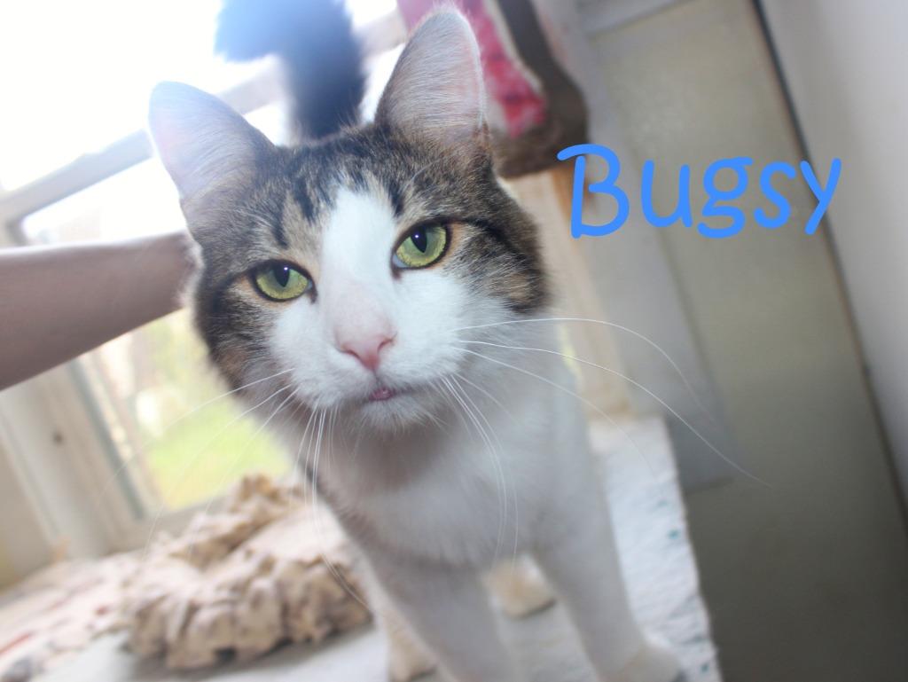 Enlarge Bugsy, a Adoptable mixed breed in Saint James, MN image 3/4
