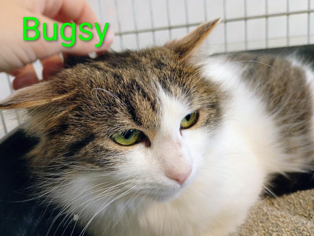 Bugsy, a Adoptable mixed breed in Saint James, MN image 2/4