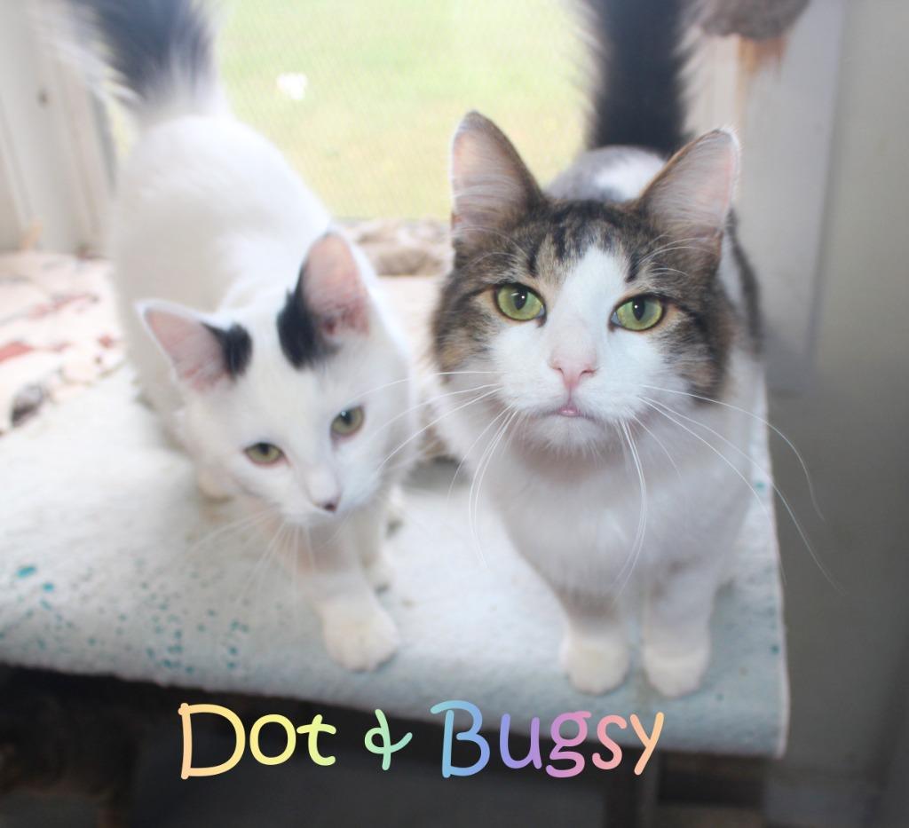 Enlarge Bugsy, a Adoptable mixed breed in Saint James, MN image 4/4