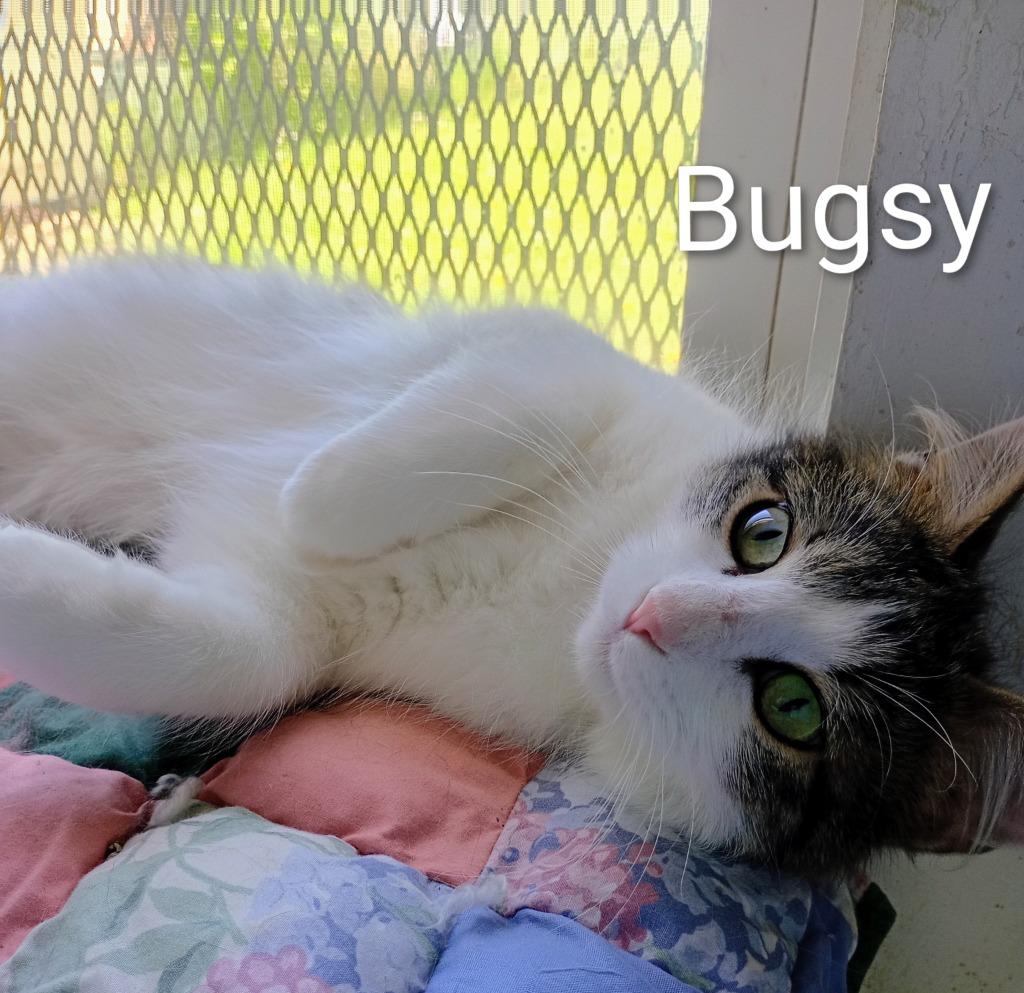 Bugsy, a Adoptable mixed breed in Saint James, MN image 4/4