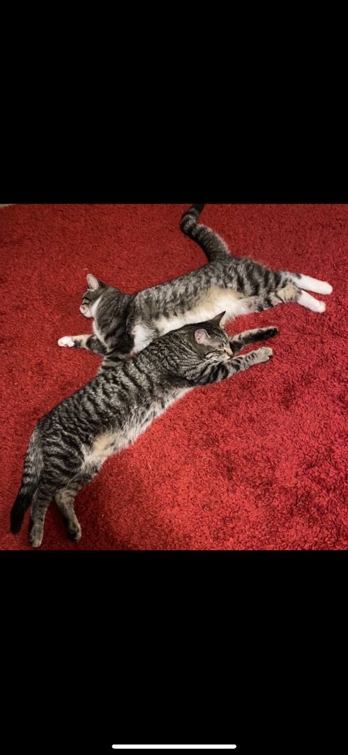 Froggie (male) & Bubbles (female), Adoptable, Adult Male Tabby & Domestic Short Hair.