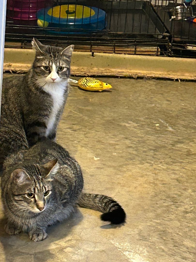 Froggie (male) & Bubbles (female), a Adoptable mixed breed in Tahlequah, OK image 2/14