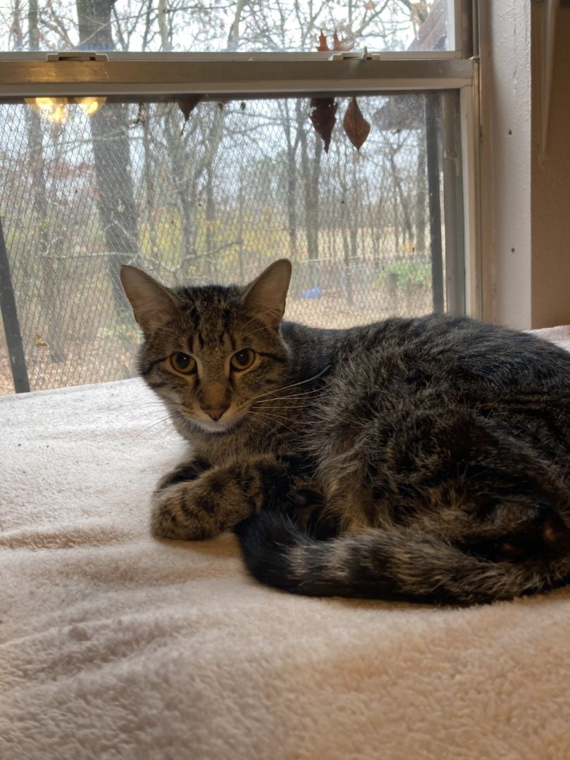 Froggie (male) & Bubbles (female), a Adoptable mixed breed in Tahlequah, OK image 4/14