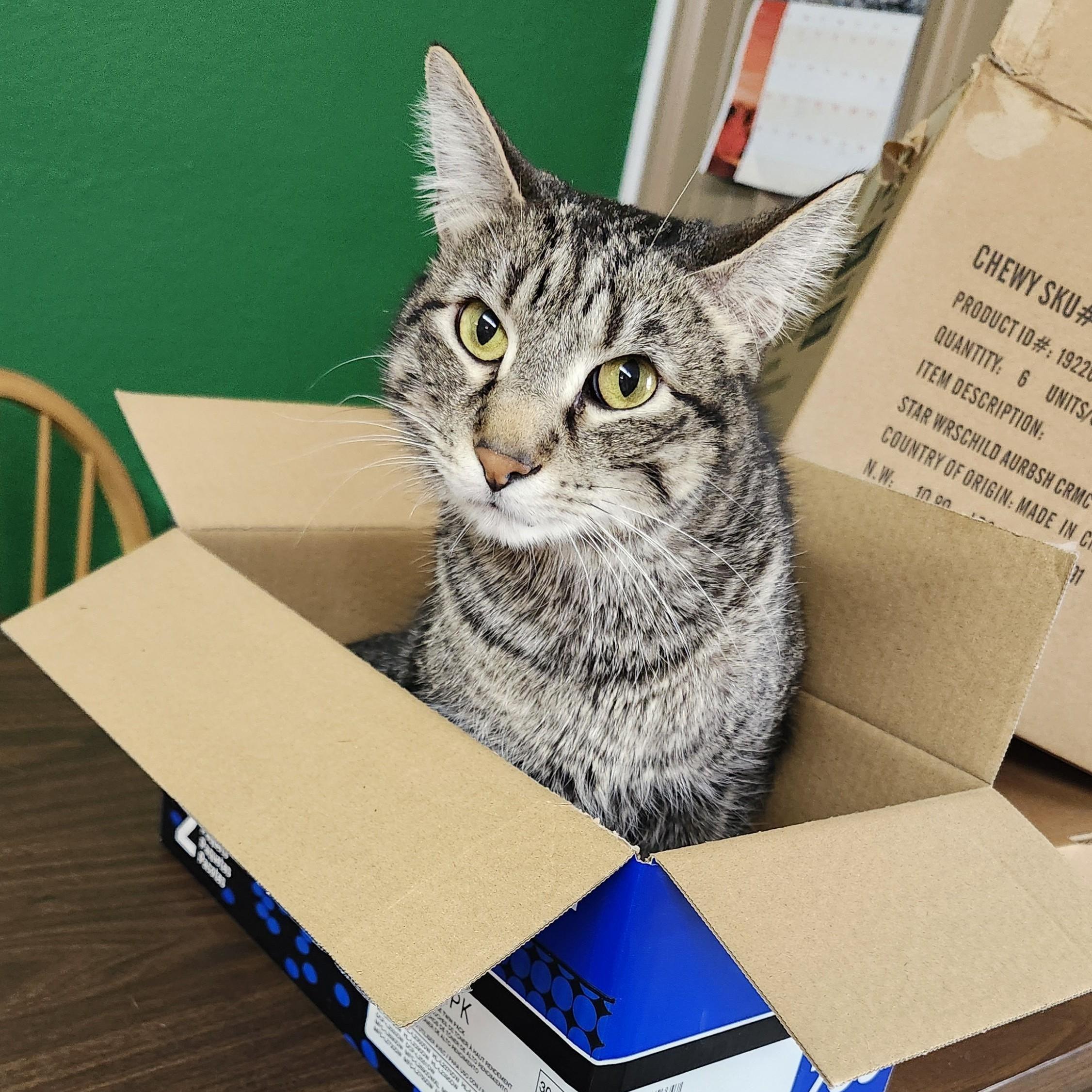 Enlarge Froggy, a Adoptable mixed breed in Tahlequah, OK image 2/6