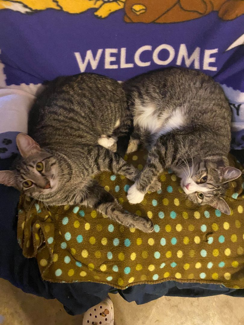 Froggie (male) & Bubbles (female), a Adoptable mixed breed in Tahlequah, OK image 5/14