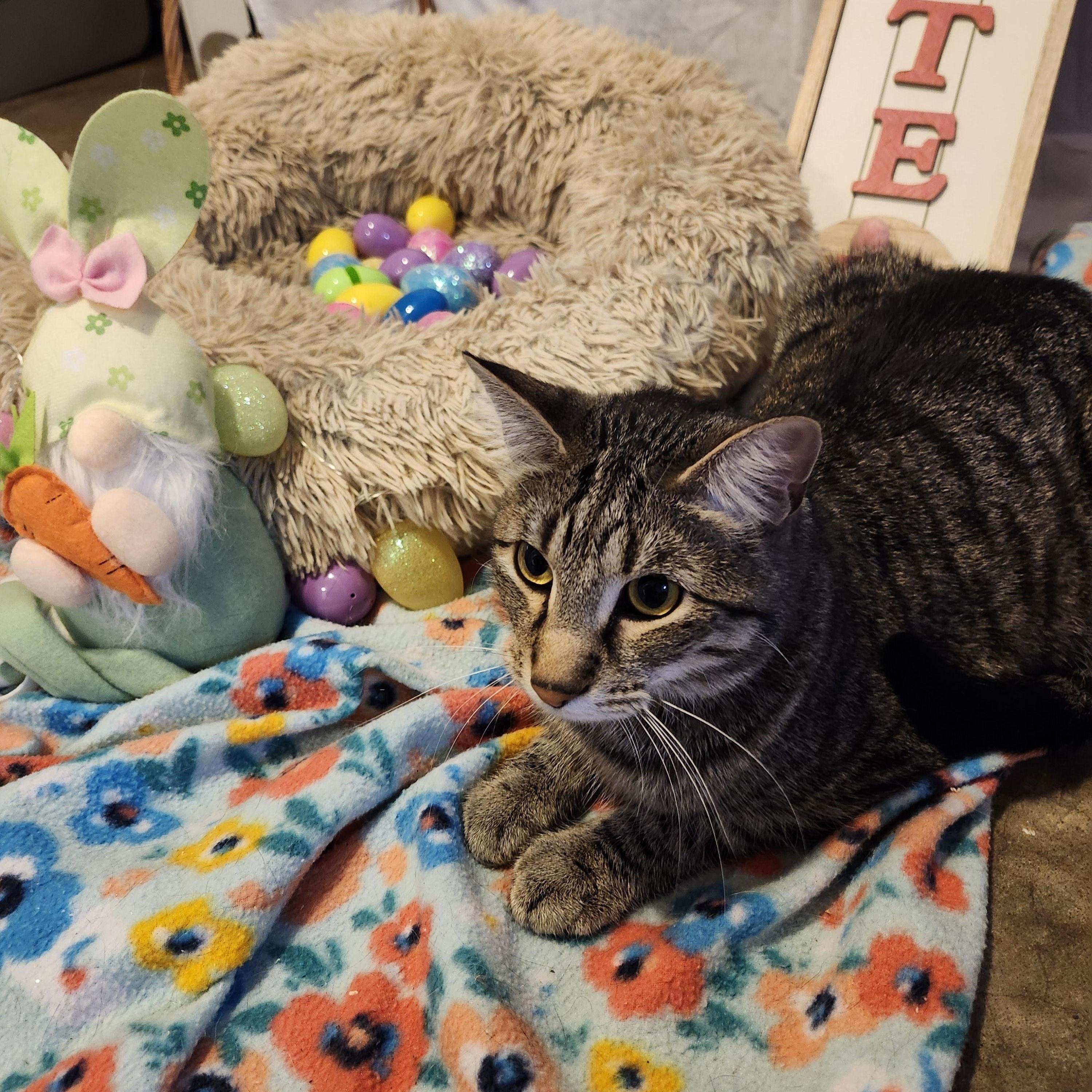 Enlarge Froggy, a Adoptable mixed breed in Tahlequah, OK image 3/6