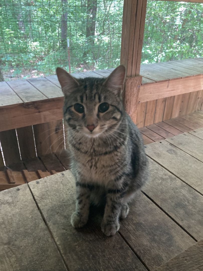 Froggie (male) & Bubbles (female), a Adoptable mixed breed in Tahlequah, OK image 6/14