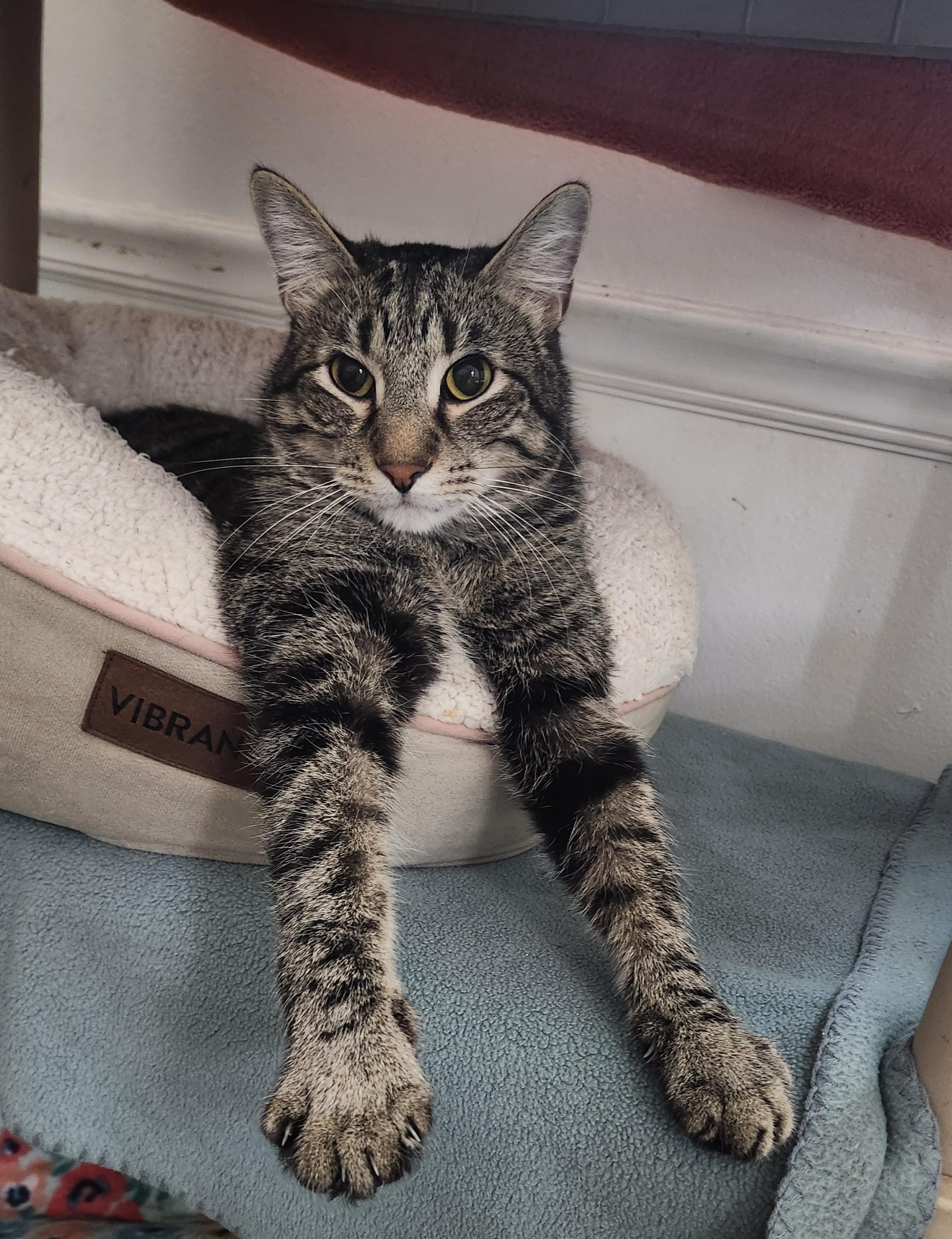 Froggy, Adoptable, Adult Male Tabby & Domestic Short Hair.