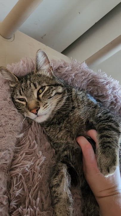 Enlarge Froggy, a Adoptable mixed breed in Tahlequah, OK video 5/6