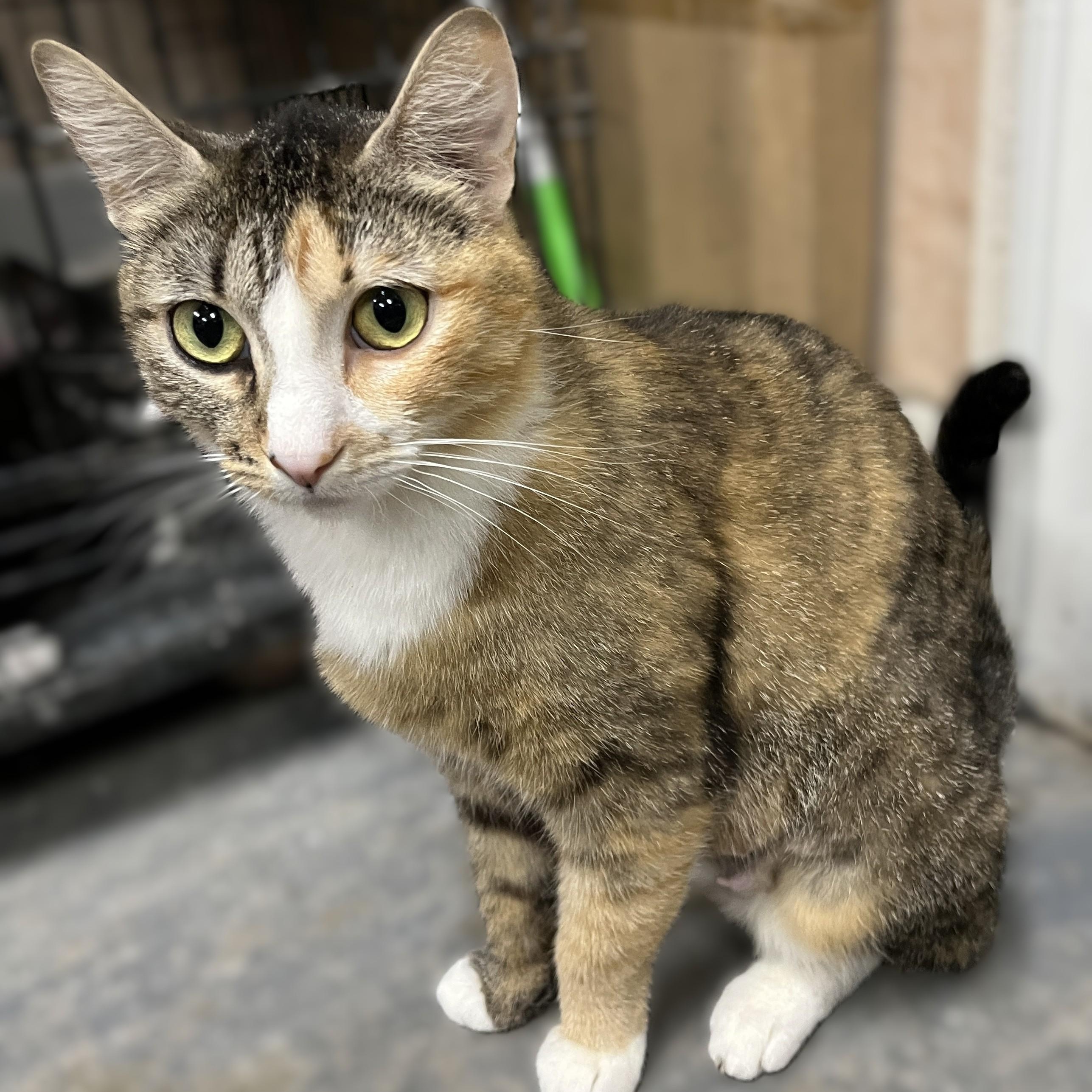 Enlarge Emma, a Adoptable Calico in Shingletown, CA image 4/4