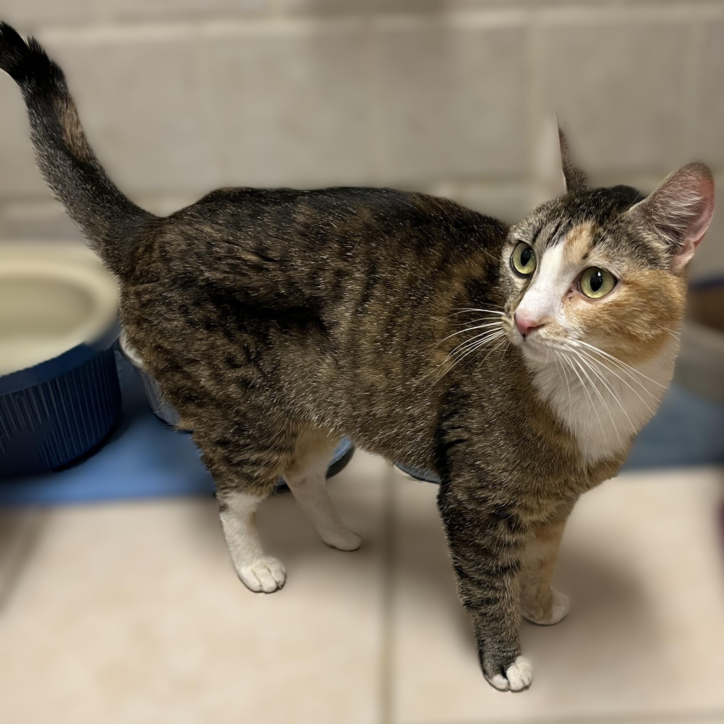 Enlarge Emma, a Adoptable Calico in Shingletown, CA image 2/4