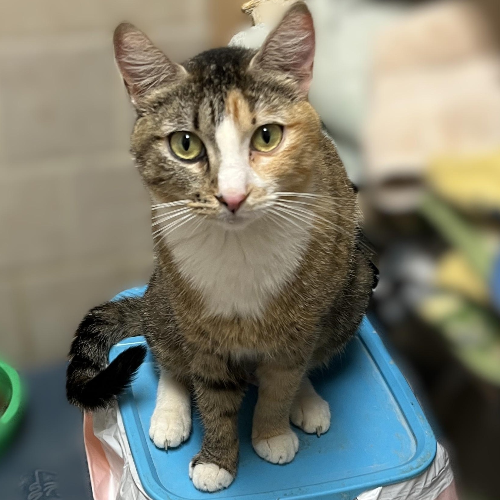 Enlarge Emma, a Adoptable Calico in Shingletown, CA image 3/4