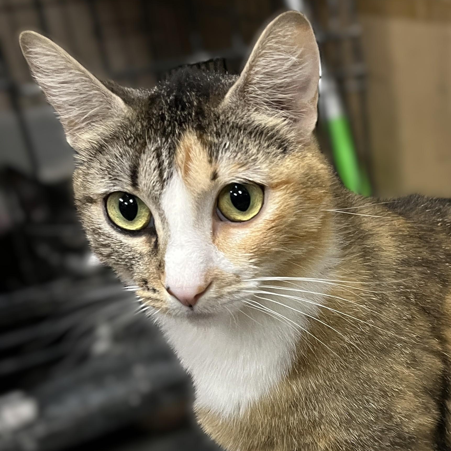 Emma, Adoptable, Young Female Calico.