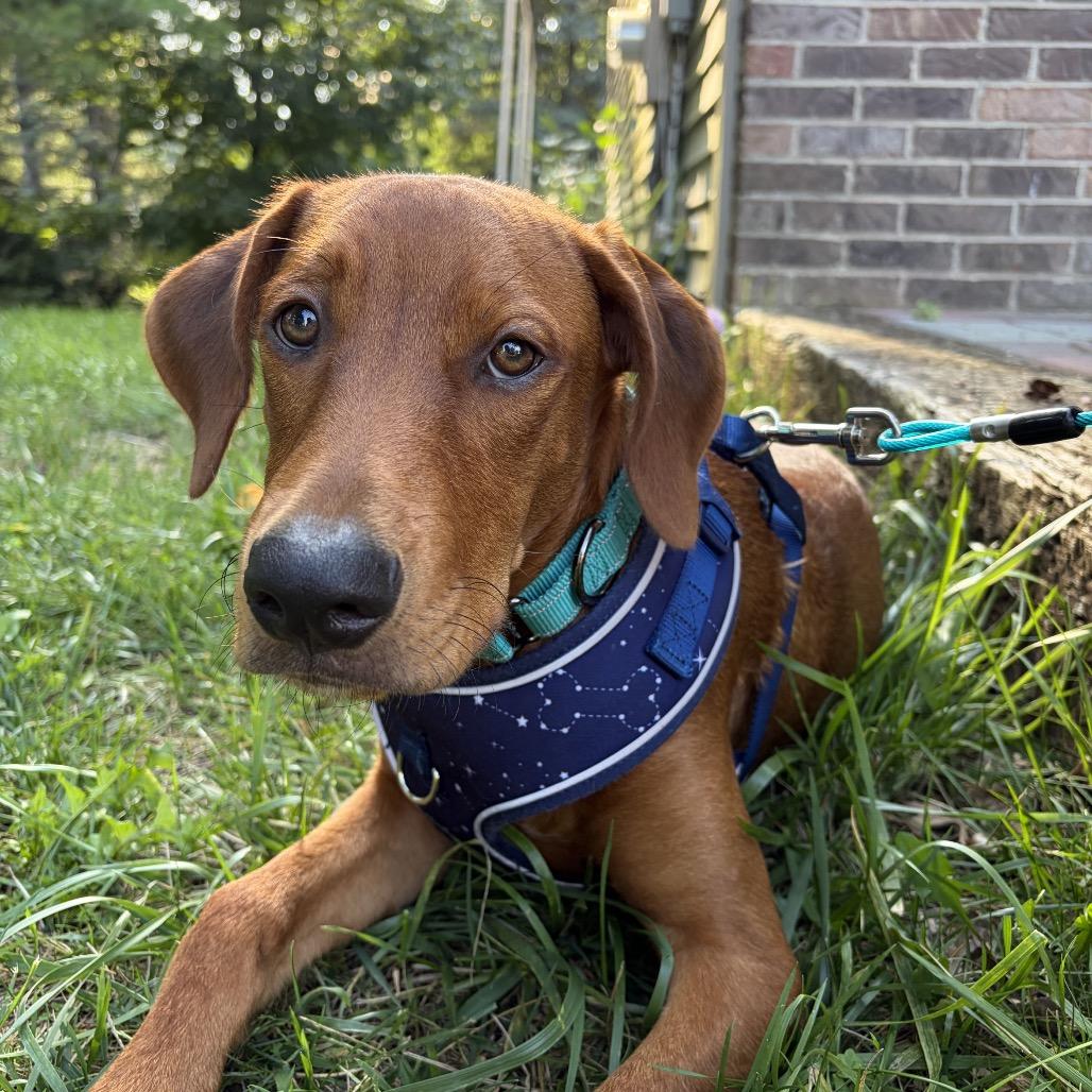 Enlarge Lennox, a Adoptable mixed breed in Ferndale, MI image 2/5