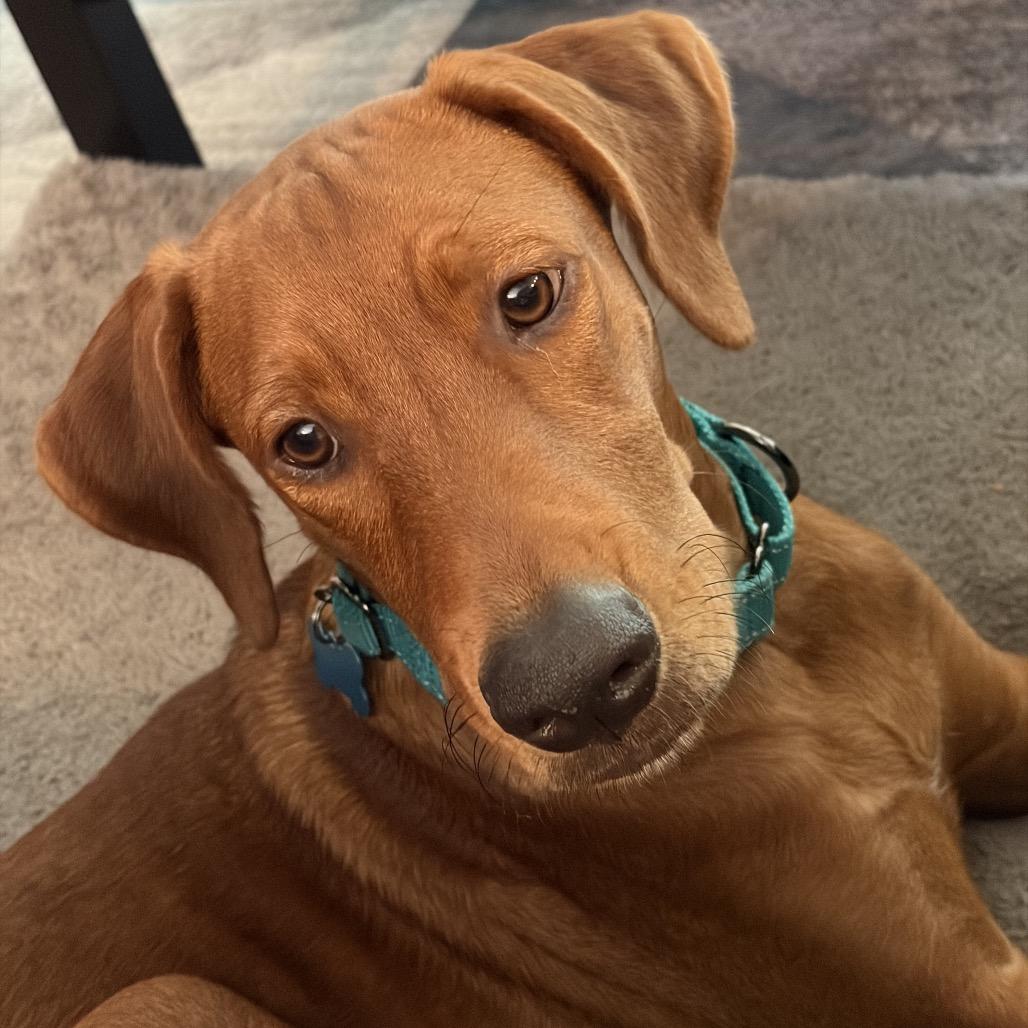 Enlarge Lennox, a Adoptable mixed breed in Ferndale, MI image 3/5