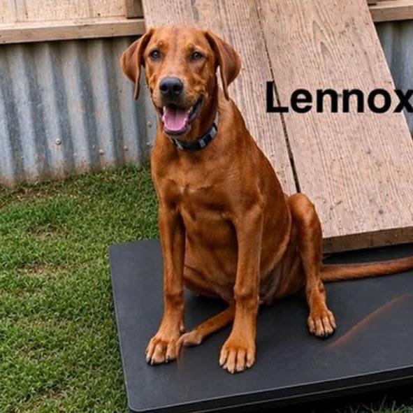 Enlarge Lennox, a Adoptable mixed breed in Ferndale, MI image 4/5