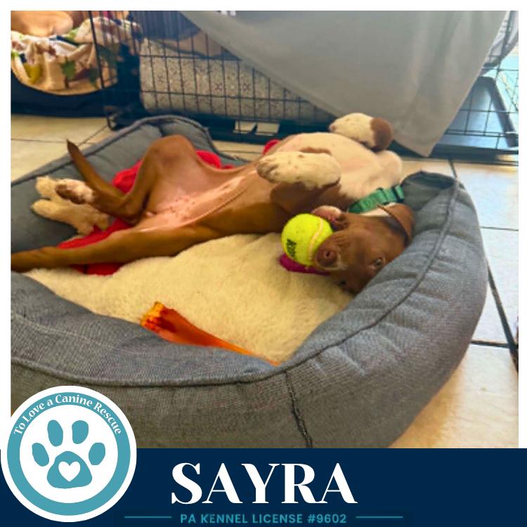 Sayra 082226, Adoptable, Puppy Female Labrador Retriever.
