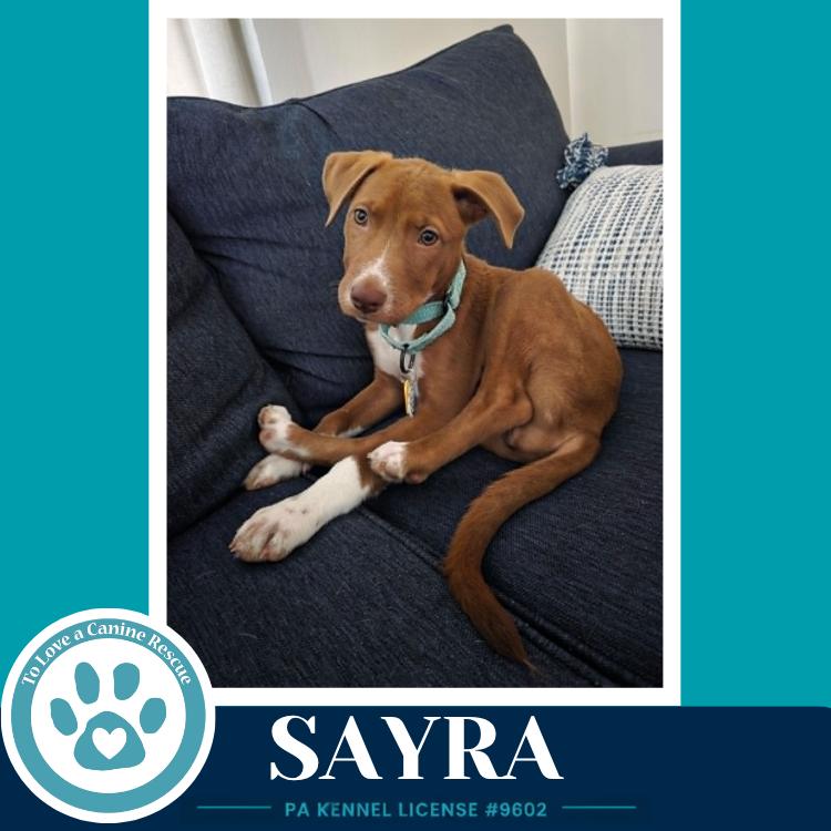 Enlarge Sayra 082226, a Adoptable mixed breed in Kimberton, PA image 2/4