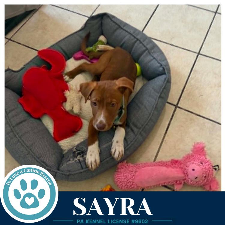 Enlarge Sayra 082226, a Adoptable mixed breed in Kimberton, PA image 3/4